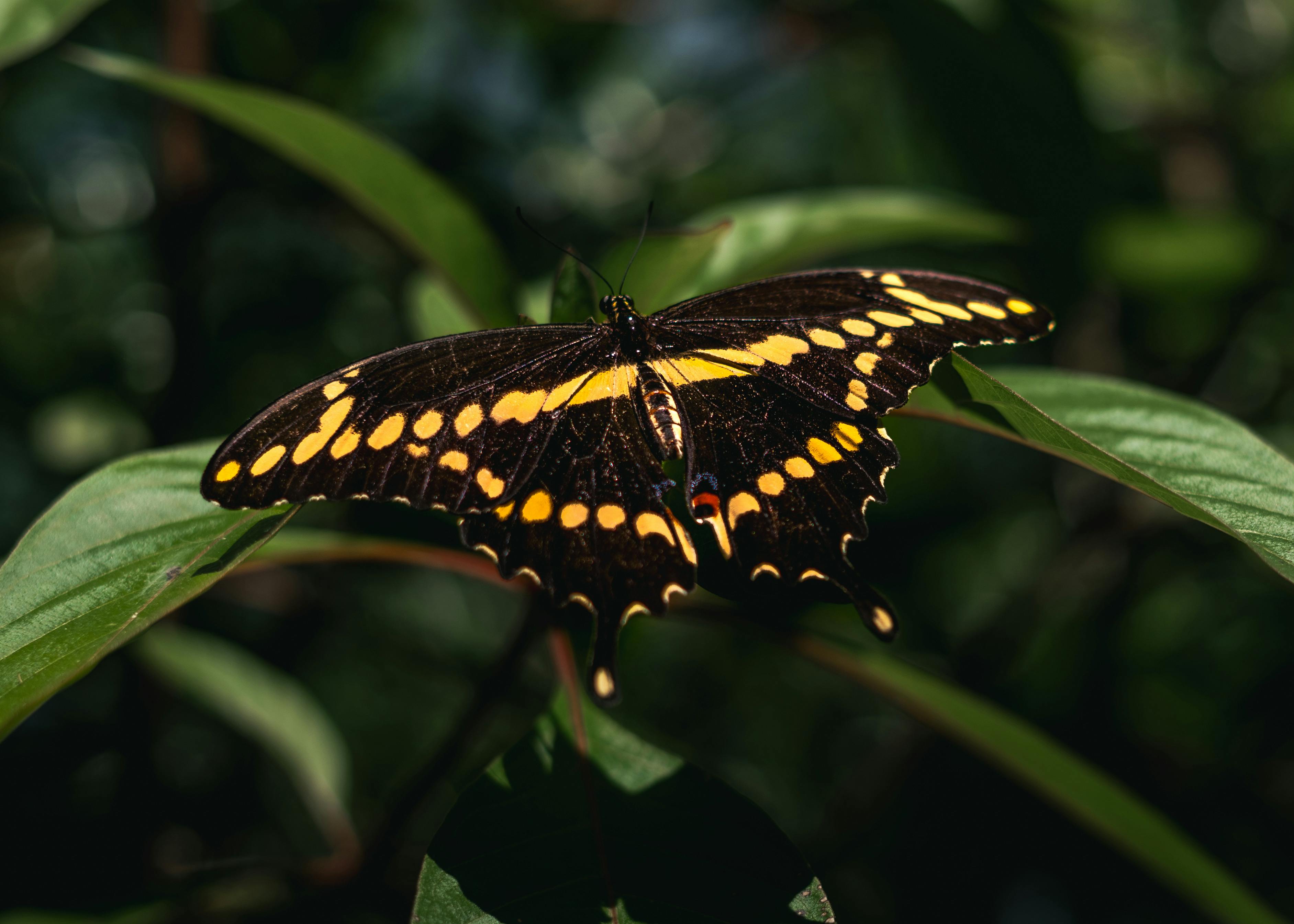 a beautiful black and 
                orange butterfly landed on a plant with its wings spread